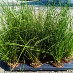 Ostrica Howardova (Carex howardii) ‘PHOENIX GREEN’- kont. P11